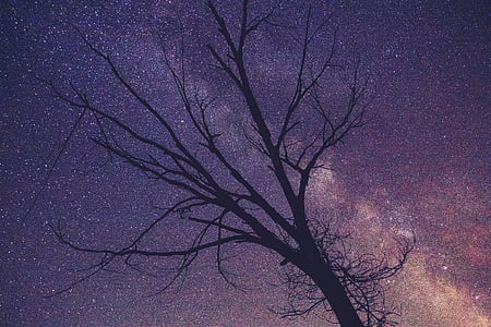 leafless tree during starry night thumbnail