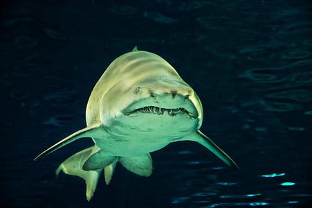 gray shark thumbnail