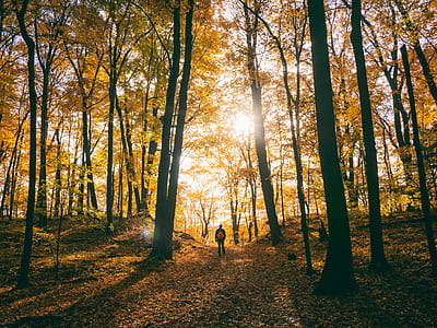person standing surrounded by trees at daytime photo thumbnail