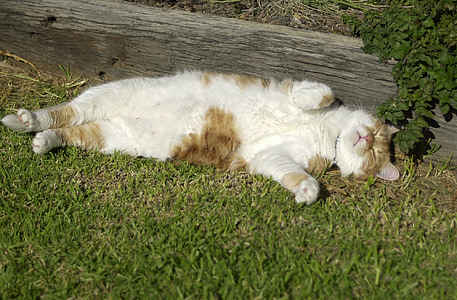 white and orange cat lying on grass near gray wooden board thumbnail