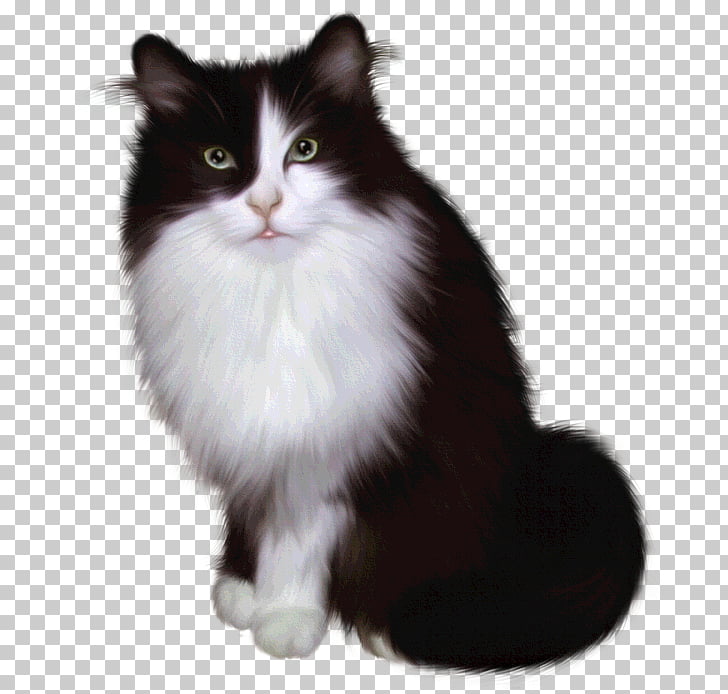 Turkish Angora Siamese Cat Van Cat Tiger Ferret Mascotas Png