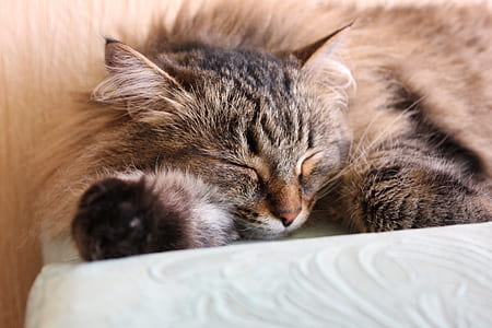 brown Maine Coon cat on white textile thumbnail