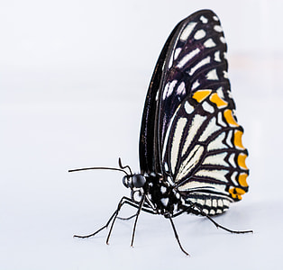 white and black butterfly thumbnail