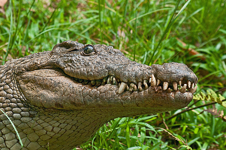 close-up of green crocodile thumbnail