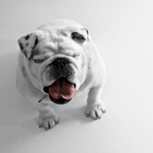 white English bulldog on white surface thumbnail