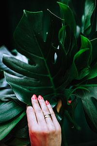 Colorful Exotic Flowers and Greenery thumbnail