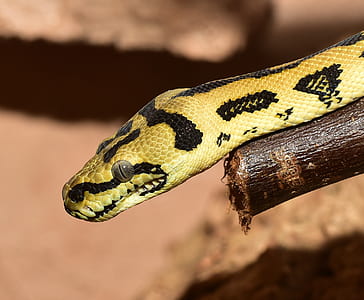 yellow and black snake on brown branch thumbnail