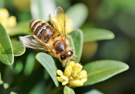 honey bee perching on yellow flower in close-up photo thumbnail