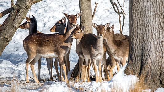 herd of young deers in the middle of trees on snowy field thumbnail