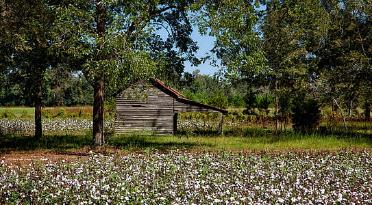 landscape photography of shack surrounded by trees thumbnail