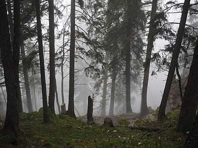 pine tree during daytime thumbnail