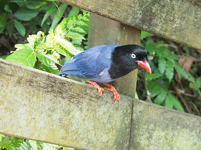Blue Magpie, Long-Tailed Mountain Mother thumbnail