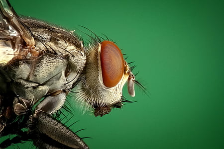 micro photography of brown common house fly thumbnail