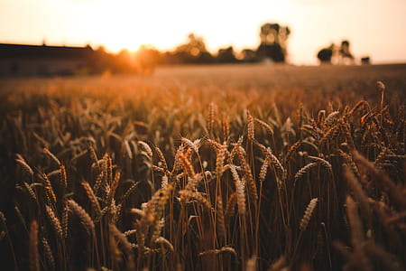 Sunset & field of grain thumbnail