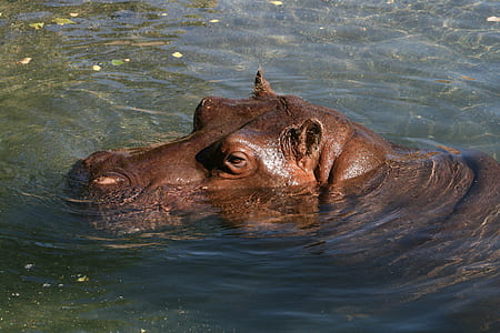 brown hippo swimming on body of water thumbnail