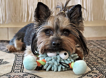black and tan Yorkshire terrier puppy close-up photo thumbnail