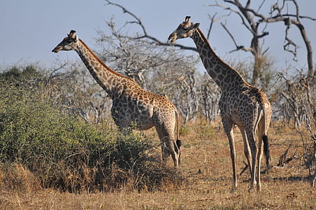 two adult giraffes surrounded by trees and bushes thumbnail