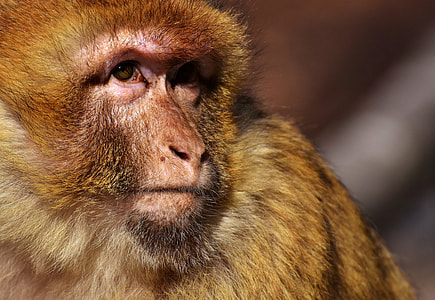 brown coated monkey thumbnail
