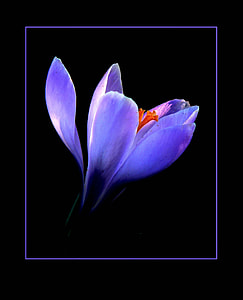 photography of purple flower thumbnail