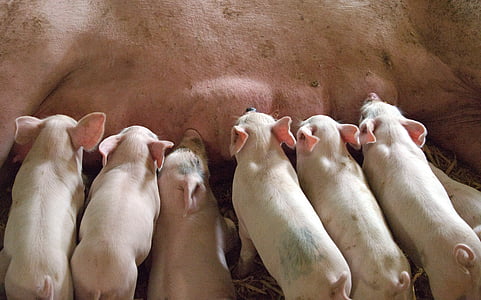 pig feeding her piglets thumbnail