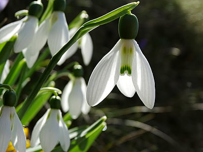 shallow focus photography of white flowers during daytime thumbnail
