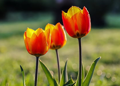 selective photo of red tulip flowers thumbnail