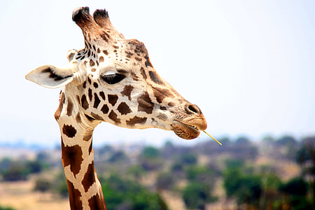 close up photo of giraffe head during daytime thumbnail