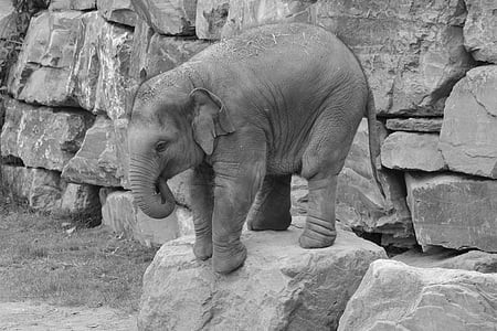 elephant on stone thumbnail