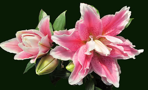 stargazer lilies thumbnail