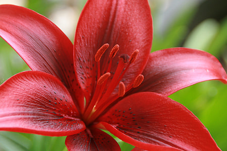 red flower macro photography thumbnail