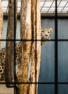 brown tiger thumbnail