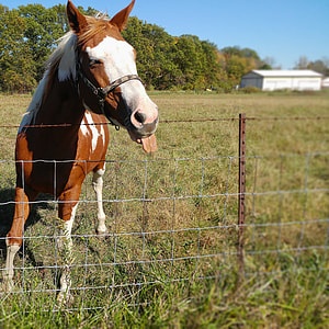 white and brown horse at the ranch thumbnail