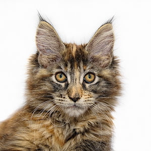 short-coated brown and black cat thumbnail