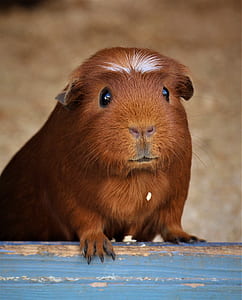 brown guinea pig on wooden surface thumbnail