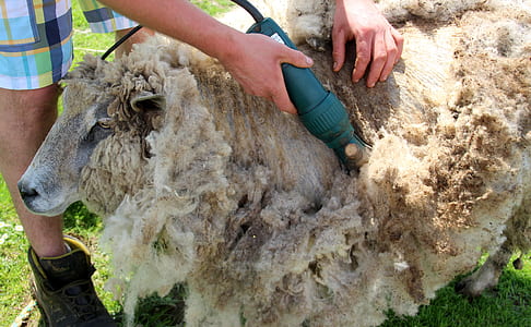 person removing sheep's hair thumbnail