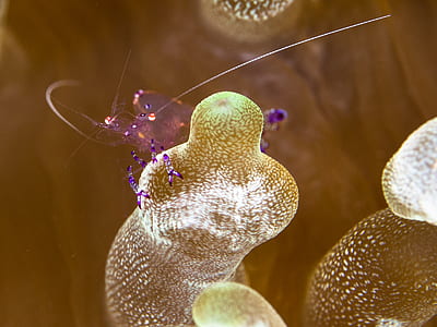 microscopic photography of sea creature thumbnail