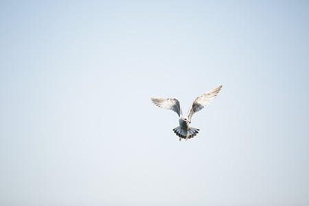 white and grey ring-billed gull flying thumbnail
