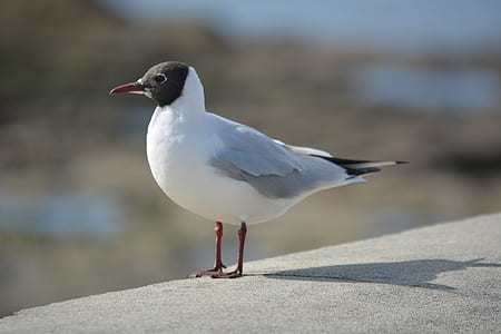 bird, animal, seagull, gull thumbnail