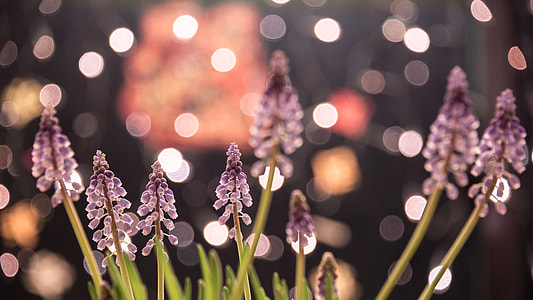 selective focus photo of purple petaled flowers with bokeh lights thumbnail