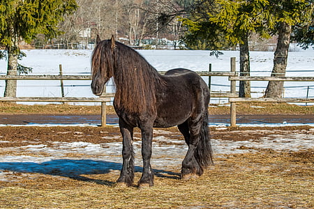 black horse during daytime thumbnail