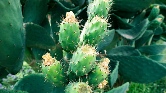 green cactus plant thumbnail