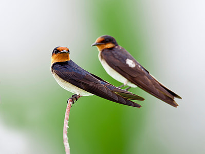 two black birds on brown twigs thumbnail