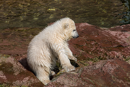 polar bear on rocks thumbnail