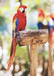 tilt shift lens photography of scarlet macaw bird during daytime thumbnail