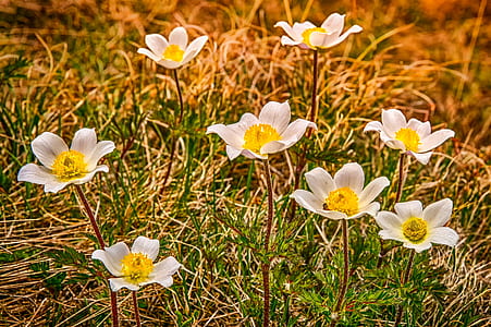 yellow-and-white flower lot thumbnail