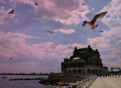 birds flying near white concrete building by the shore during daytime thumbnail