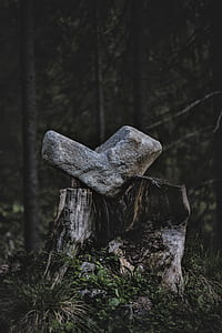 gray rock fragment on tree log thumbnail