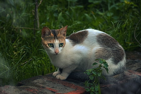 Photo Of Cat thumbnail