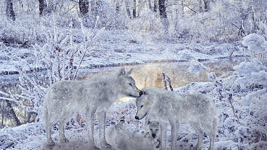 two gray snow wolves thumbnail