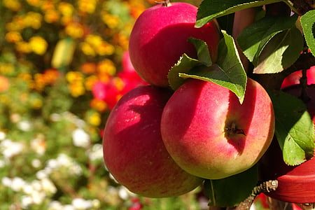 close-up photography of red apples thumbnail